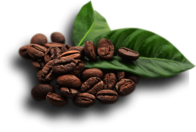 Whole roasted coffee beans piled next to fresh green coffee leaves on a clean white background.