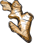 Hand-drawn vintage illustration of a fresh ginger root in a sketch art style.
